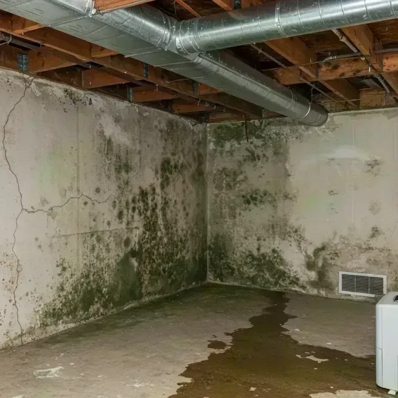 Professional Mold Removal in Franklin, OH